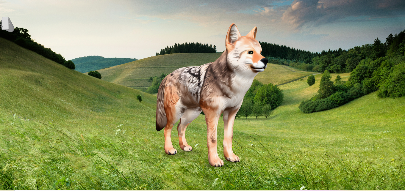 Coyote